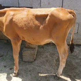 gole okuzce