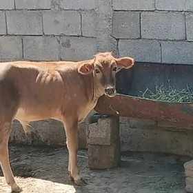gole okuzce