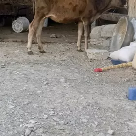 Tohum tüwe