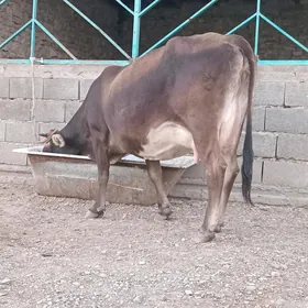 TOHUM GOLELI SYGYR