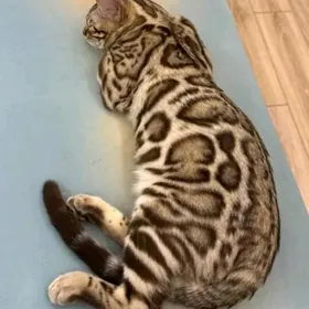бенгальские котята