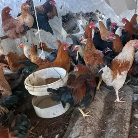 towuklar