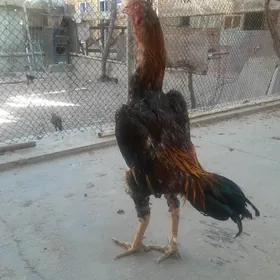 Horaz