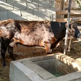 Göleli sygyr