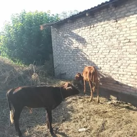 okuzceler