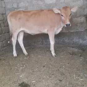 Tüwe
