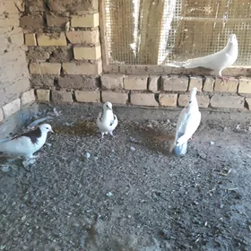kepderi kepderi