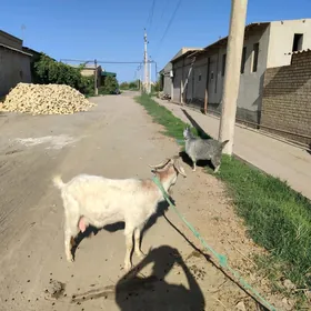 Ovlakli Geçi