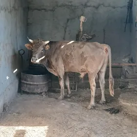 ökuz