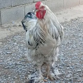 brama