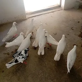 kepderi