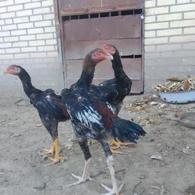PARODA JUYJE  4 aylyk