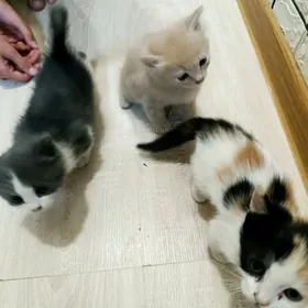 котята