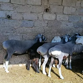 Goç
