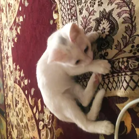 pişik