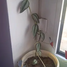 цветы