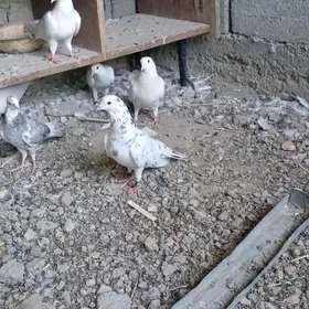 kepderi