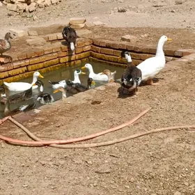 ýaşylbaş ördek 