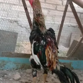 Хораз