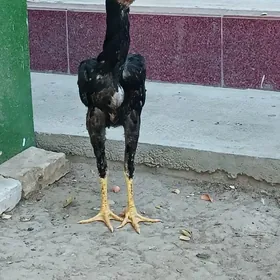 5 ay bolyp gecen