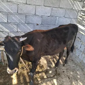 ökuz