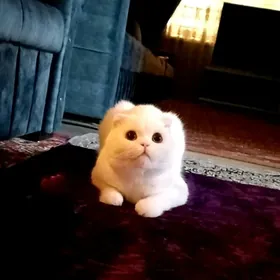 Кот Шотландский