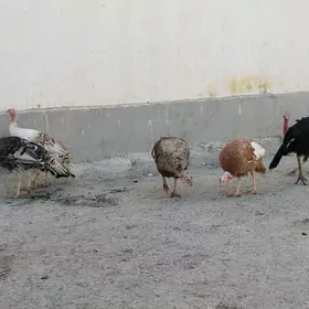 induklar