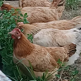 guzlayan towuklar