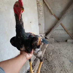 horaz