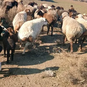 çopan