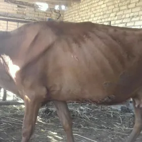 kysyr sygyr