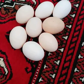 GUZLAYJY BALGAR TOWUKLAR