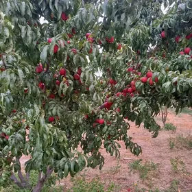 Miweli baglar tayyar
