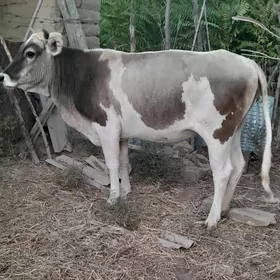 tuwe golei sygyr
