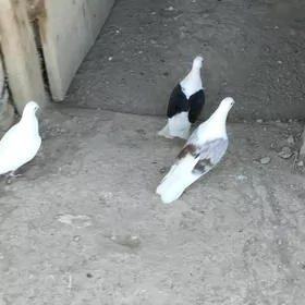 kepderi