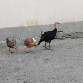 induklar