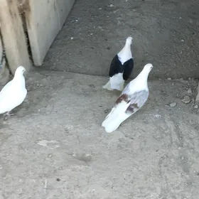 kepderi
