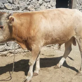 Gysyr sygyr .tuwe. okuzçe