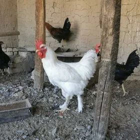Gigant horaz