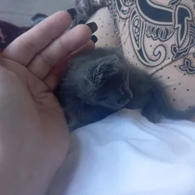 веслоушка котёнок