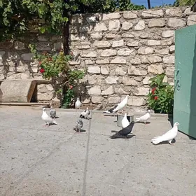 Kepderi