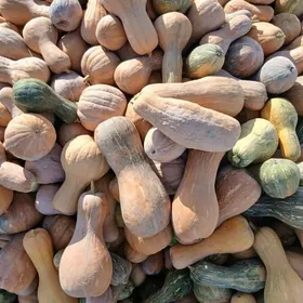 kadi