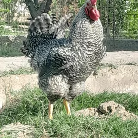 Gigant ýumurtga