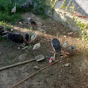 undiklar