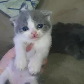 Шотландские котята