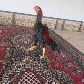 horaz
