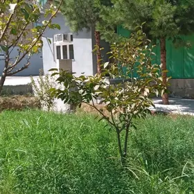 Bay oba kosi