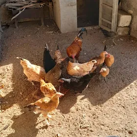 tawuk