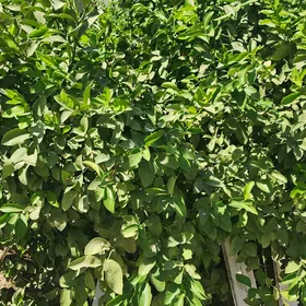 limon