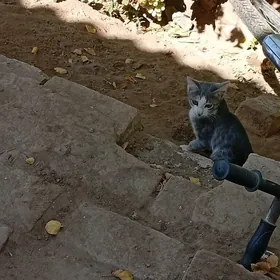 pishik